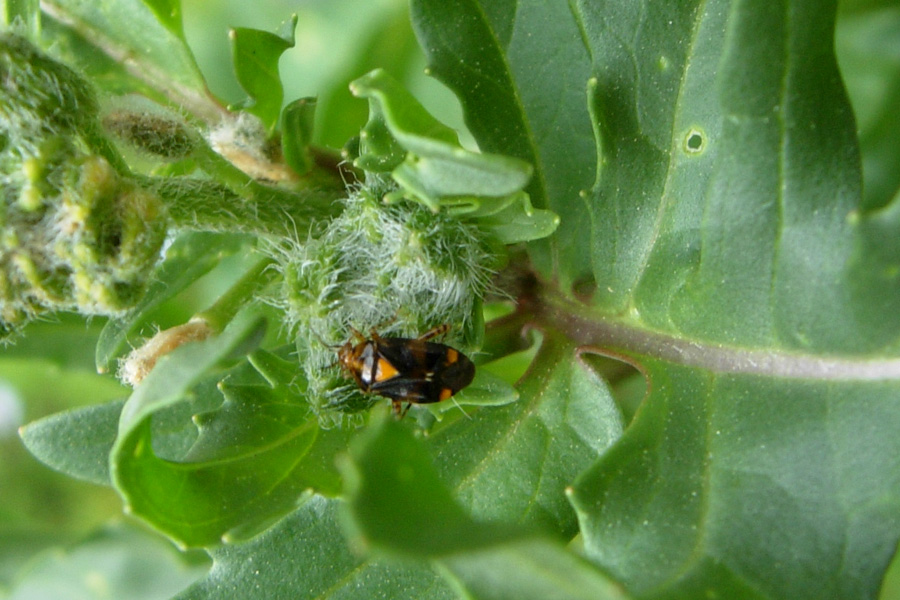 Eterotteri: Liocoris e Dolycoris